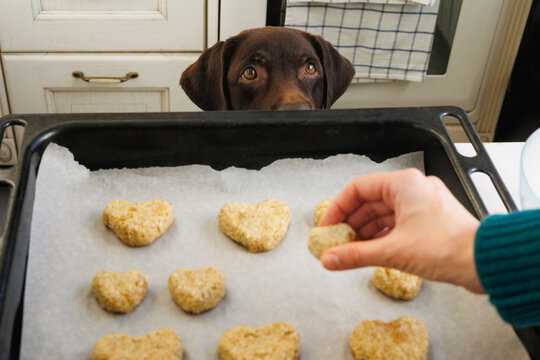 Dog is watching the cooking process.