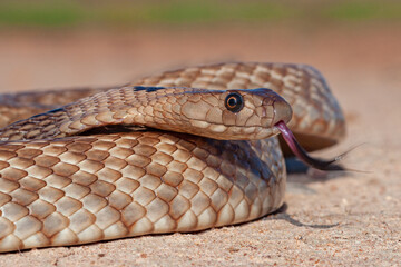 Close up of a highly venomous Strap-snouted Brown Snake