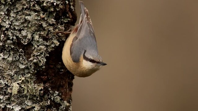 nuthatch perching on a log in its characteristic pose and then pecking to feed, sitta europaea, sittidae, passeriformes