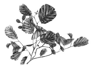 Alder Leaves 