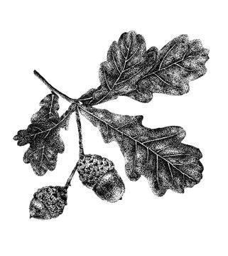 Oak Leaves