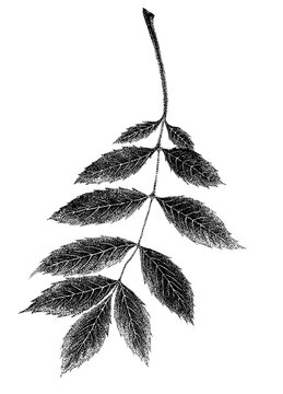 Ash Leaf