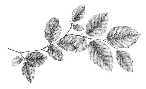 Beech Leaves