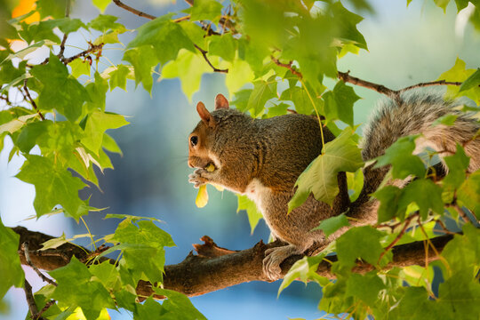 Squirrel Feast Amidst the Foliage