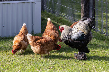 Rhode Island Red chickens and rooster © Ken Griffiths