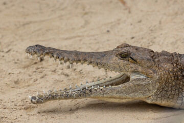 Australian Freshwater or Johnstone's River Crocodile with mouth agape