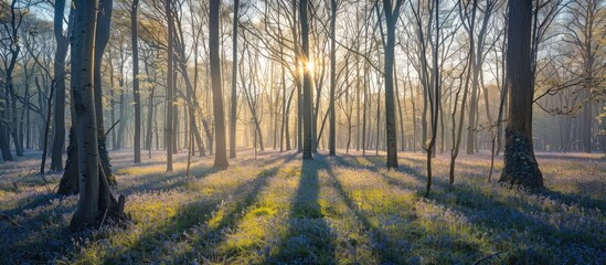 Extended shadows in bluebell forests during sunrise