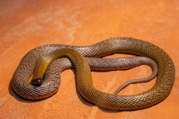 Australian highly venomous inland Taipan snake