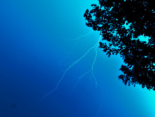 Lightning Tree