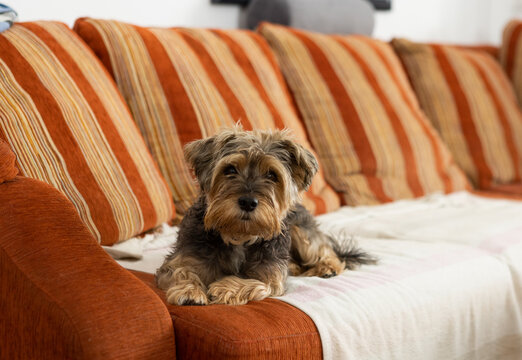 Terrier dog on sofa
