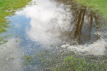 landscape on the surface of a water puddle