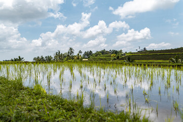 Newly planted rice shoots in a paddy