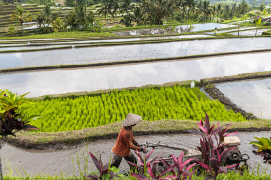 Asian farmer working rice terraces, Bali