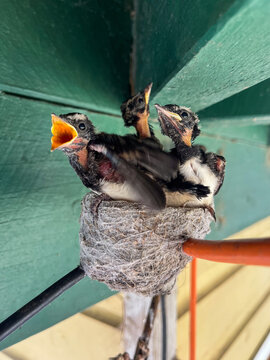 Three birds cawing in a nest