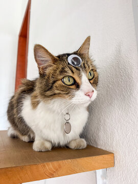 A cat with a third toy eye sitting on a wooden ledge