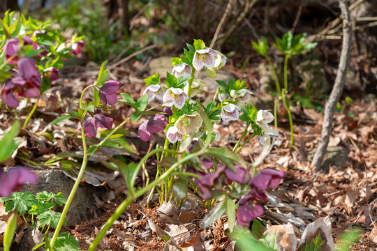 purple and white hellebores in bloom at the park