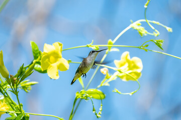 colibrí © alfredo914