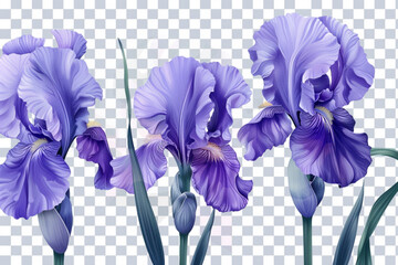 Set of blossoming iris flowers close-up, isolated on a transparent background. PNG, cutout, or clipping path. vector icon, white background, black colour icon