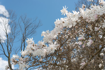 blue sky and white star magnolia blossoms in springtime