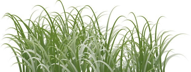 grass clipart trannsparent background
