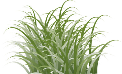 grass clipart trannsparent background