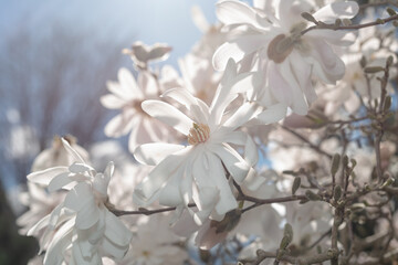 solar flare drenched white star magnolia blossoms in springtime