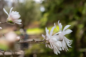 white star magnolia blossoms in springtime
