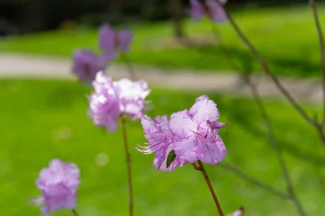 Plexiglas foto achterwand pink azalea blossoms on a defocused green lawn background © eugen