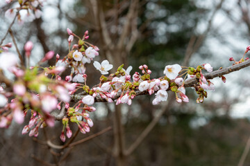 branch with cherry blossoms and buds on a defocused darkish background
