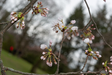 intentionally skewed horizon line adds a touch of whimsy and spontaneity to sakura blossoms about to unfurl