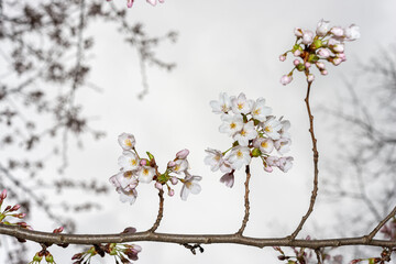 short twigs with clusters of not quite developed sakura blossoms on a moody gray spring sky