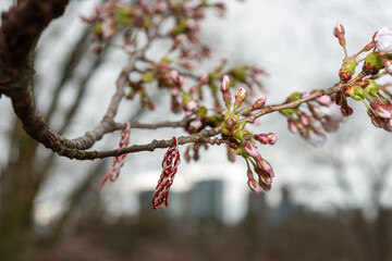 red and white string tassels tied to cherry tree twigs with flower buds on a moody springtime sky