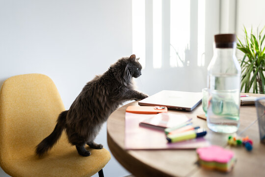 cat jumping on a desk