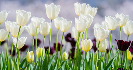 White tender tulipin the spring garden. Beautiful blooming flowers in the spring park. Select focus. Tender Spring background. Tulips, Tulipa. Blossom garden in April. Tenderness blossom nature.