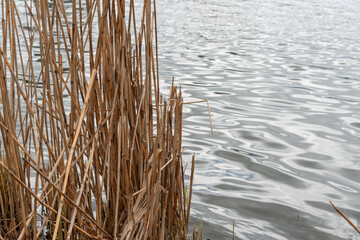 dried reeds from last year standing tall in a pond