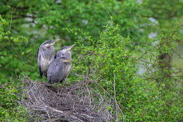 Graureiher Ardea cinerea
