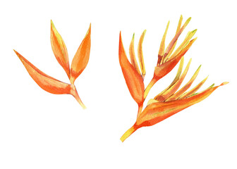 Watercolor tropical flower set. Realistic exotic plants. Orange flowers of strelitzia. Botanical hand drawn illustration isolated on transparent.