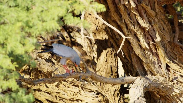 A Gabar goshawk (Micronisus gabar) eating a lizard perched in a tree