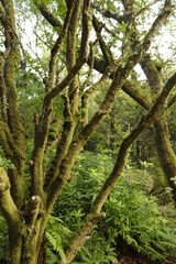 DUNVEGAN CASTLE, ESCOCIA, INGLATERRA, EUROPA.