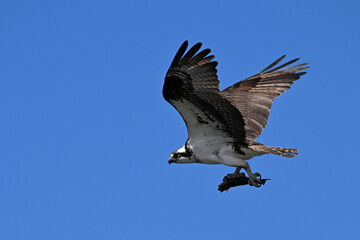 Obraz premium Osprey in flight with wings spread carrying a half eaten fish in its talons