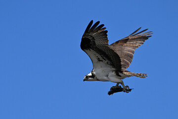 Osprey in flight with wings spread carrying a half eaten fish in its talons