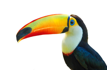 Toucan - tropical locations, isolated on a white background.