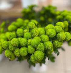 A bouquet of green santini chrysanthemums. Bunch of fresh round decorative flowers. Floral background. Photographed by iPhone 13 Pro Max.