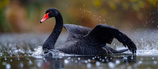 Majestic Black Swan Gliding on Water