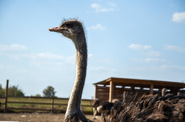 Funny ostrich covered in dark, fluffy feathers with long neck stands in profile view at the farm against a clear sky The overall scene captures the essence of wildlife in a serene rural environment