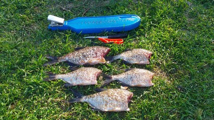 In spring, a plastic fish cleaning board with a clothespin lies on the coastal grass, and cleaned...