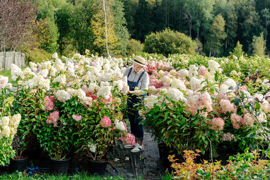 Gardener cultivating hydrangea plants