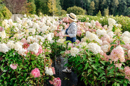 Horticulturist amidst blooming hydrangeas