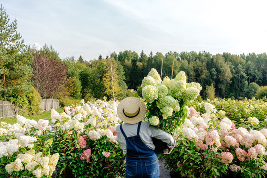 Gardener holding pot with hydrangea plant
