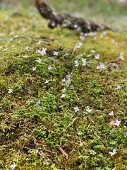 small white flowering blossom on soft moss